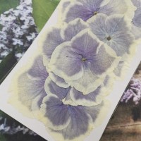 繡球花-白紫色