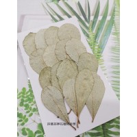 銀圓葉-原色-押花花材