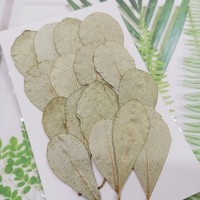 銀圓葉-原色-押花花材