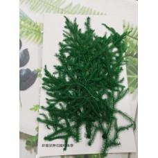 捲柏葉-綠色-押花花材
