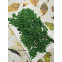 柏樹葉-綠色-押花花材