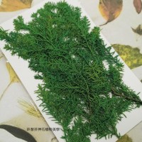 柏樹葉-綠色-押花花材