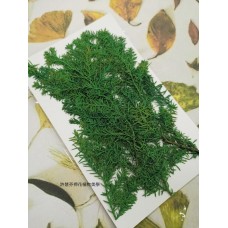 柏樹葉-綠色-押花花材