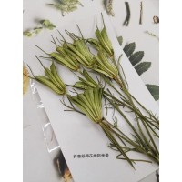 黑種草果實-綠色-押花花材