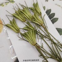 黑種草果實-綠色-押花花材