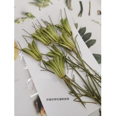 黑種草果實-綠色-押花花材