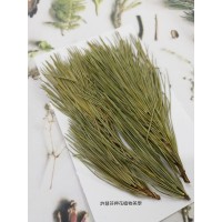 五葉松-原色-押花花材