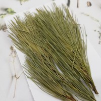 五葉松-原色-押花花材