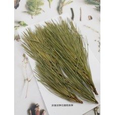 五葉松-原色-押花花材