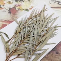 銀樺葉-原色-押花花材