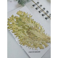菜葉-原色-押花花材