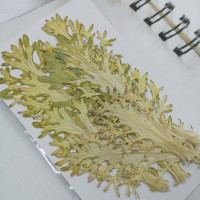 菜葉-原色-押花花材