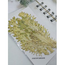 菜葉-原色-押花花材