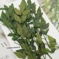 南天竹-綠色-押花花材