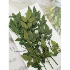 南天竹-綠色-押花花材