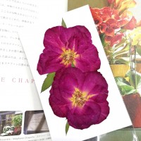 玫瑰花-中型紅色