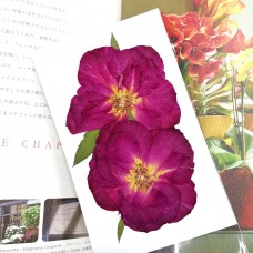 玫瑰花-中型紅色