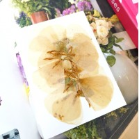 古代稀-奶白色-押花花材