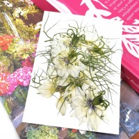 黑種草-白色-押花花材