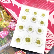 洋甘菊-白色-押花花材