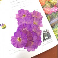 玫瑰花-單瓣紫紅色 - 押花花材 