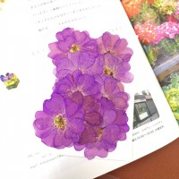 玫瑰花-單瓣紫紅色 - 押花花材 