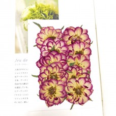 玫瑰花-奶白紅邊色 - 押花花材 