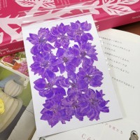 千鳥-染紫色 - 押花花材