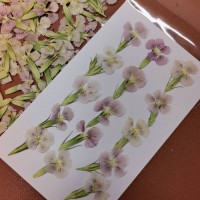 石竹-粉白色-押花花材
