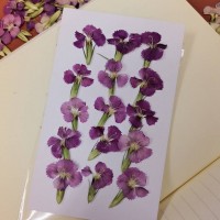 石竹-紫色-押花花材