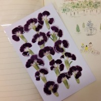 石竹-酒紅色-押花花材