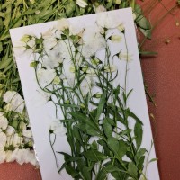 風鈴草-白色 - 押花花材 