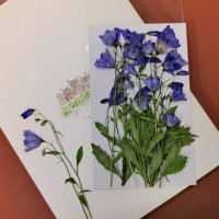 風鈴草-紫色 - 押花花材 