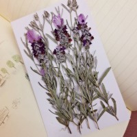 薰衣草-原色 - 押花花材 