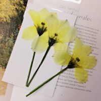 單瓣桔梗-原色 - 押花花材