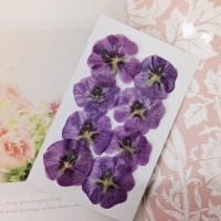 蜀葵-桃紫- 押花花材