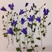 風鈴草-藍色 - 押花花材 
