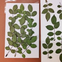 玫瑰葉-迷你綠色