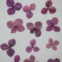 網繡球花-508色-押花花材