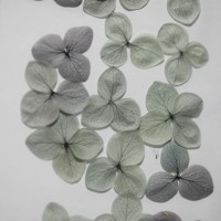 網繡球花-509色-押花花材