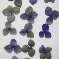 網繡球花-511色-押花花材