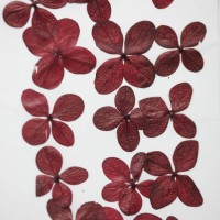 網繡球花-512色-押花花材