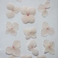 網繡球花-513色-押花花材