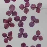 網繡球花-516色-押花花材