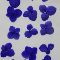 網繡球花-519色-押花花材