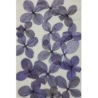 網繡球花-520色-押花花材