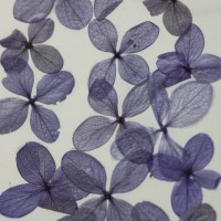 網繡球花-520色-押花花材