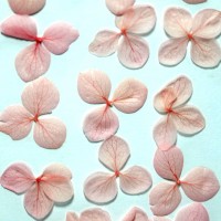 網繡球花-522色-押花花材