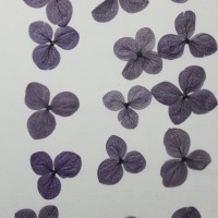 網繡球花-523色-押花花材