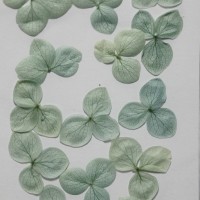 網繡球花-526色-押花花材